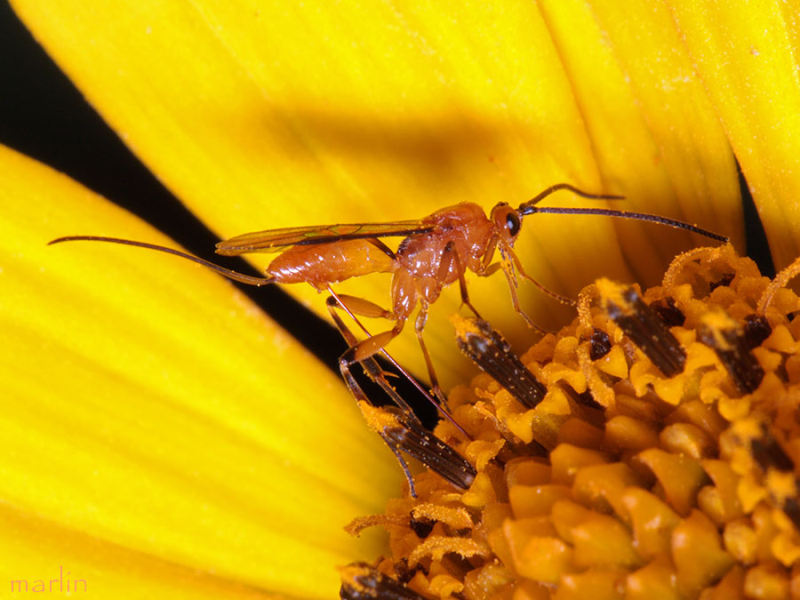 Braconid Wasp Laying Eggs
