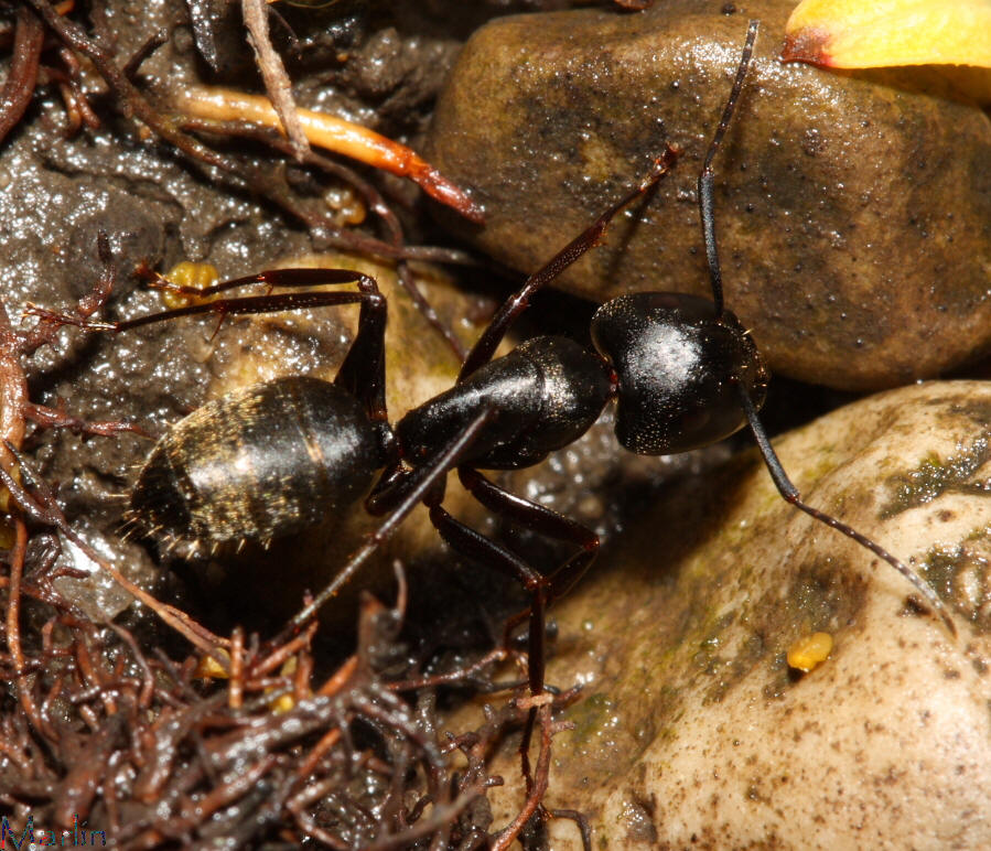 Carpenter Ant Median Worker