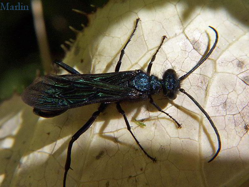 Mud Dauber Wasp Chalybion californicum