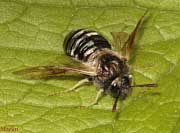 Sawfly, family Cimbicidae