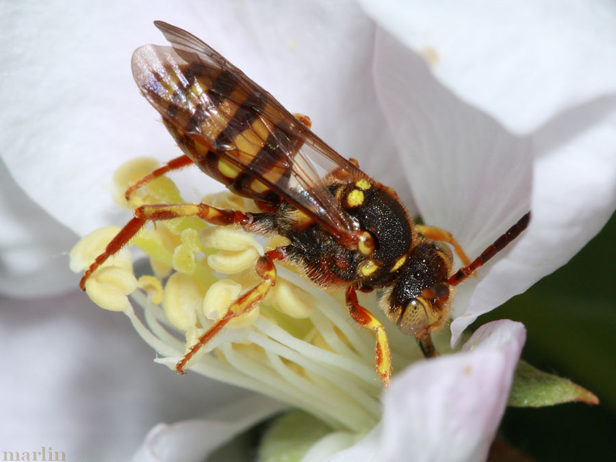 Nomada luteoloides