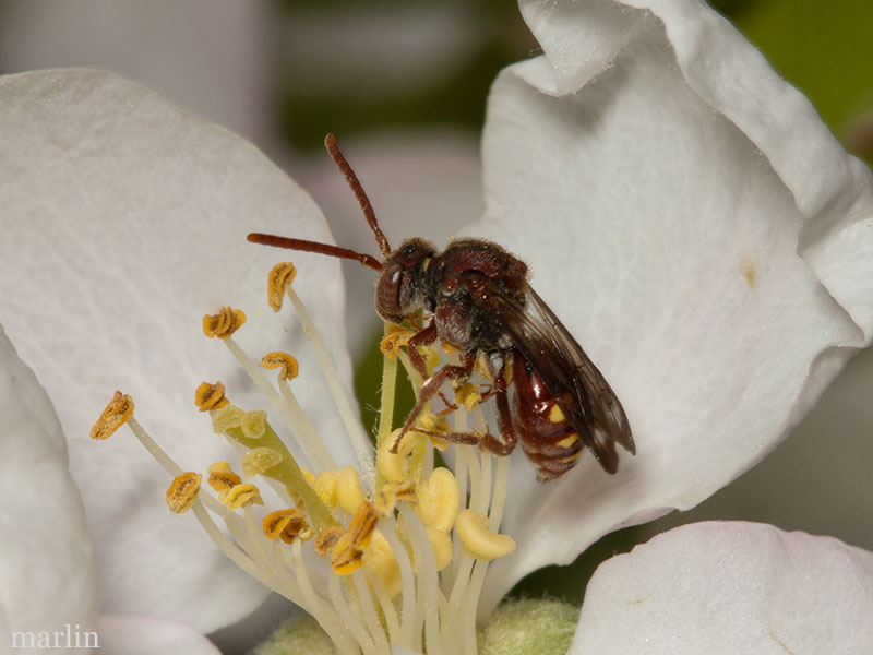 Cuckoo Bee - Nomada maculata