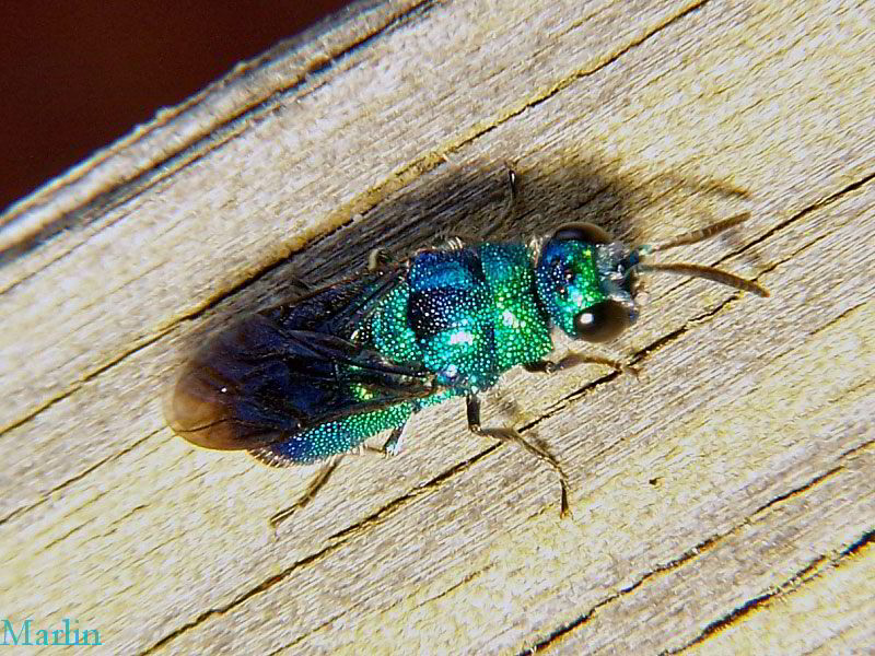 Cuckoo Wasp