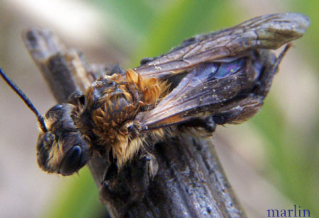 Digger Bee - Synhalonia sp.