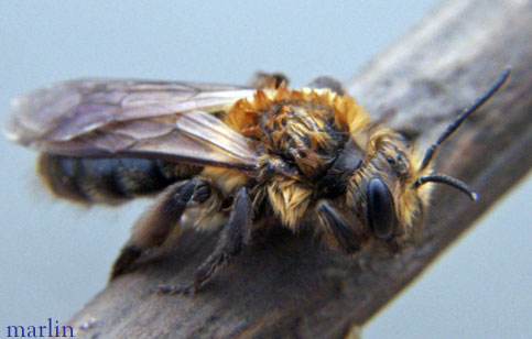 Digger Bee - Synhalonia sp.