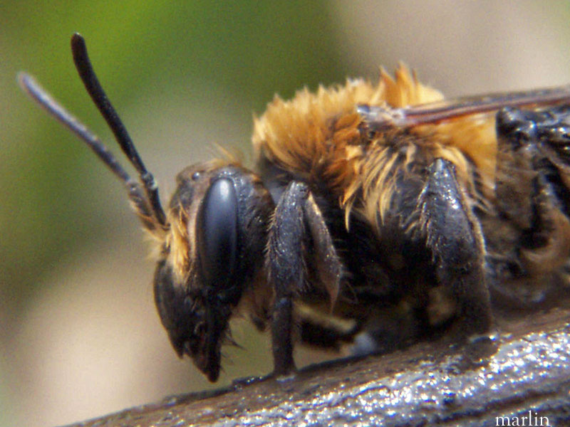 Digger Bee, head detail