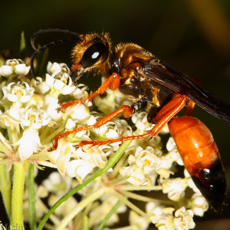 Great Golden Digger Wasp - Sphex ichneumoneus
