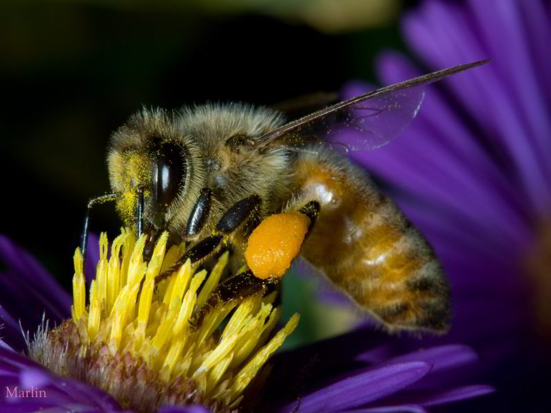 Honey Bee on purple aster