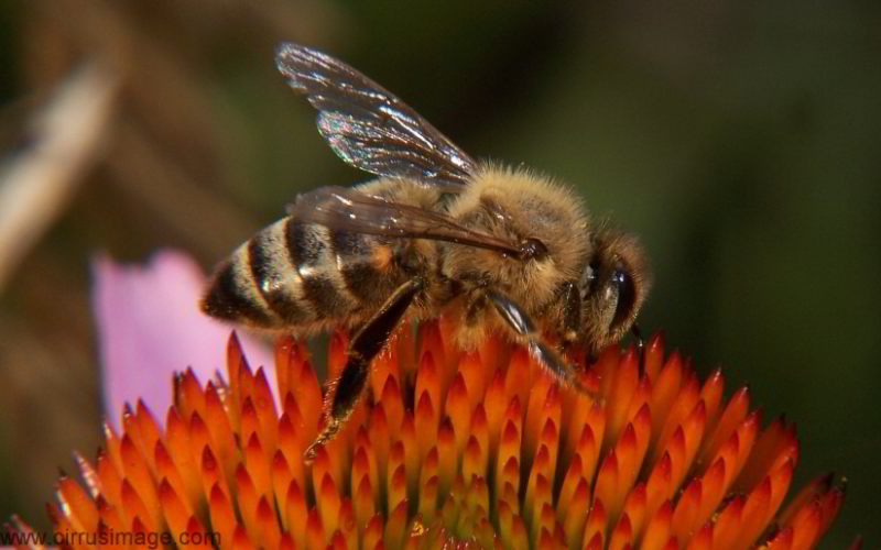Honeybee on Echinaea