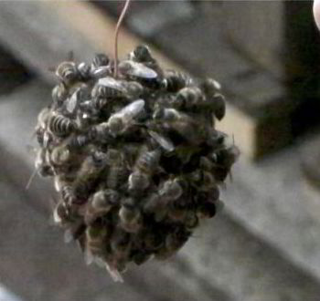 Hornet trapped within hot bee ball