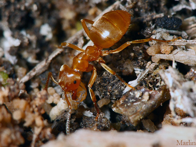 Lasius ant carrying aphid
