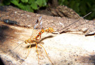 Ichneumon wasp