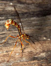 Giant Ichneumon Wasp - Megarhyssa greenei