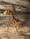 Giant Ichneumon Wasp - Megarhyssa greenei