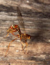 Giant Ichneumon Wasp - Megarhyssa greenei
