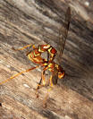 Giant Ichneumon Wasp - Megarhyssa greenei
