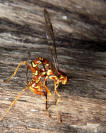 Giant Ichneumon Wasp - Megarhyssa greenei