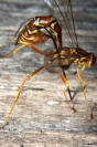 Giant Ichneumon Wasp - Megarhyssa greenei
