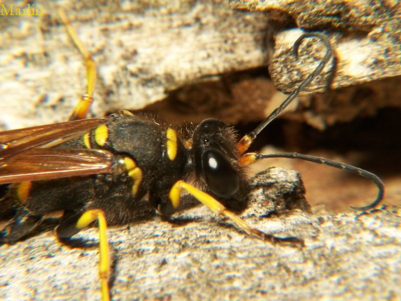 Mud Dauber Wasp - Sceliphron caementarium
