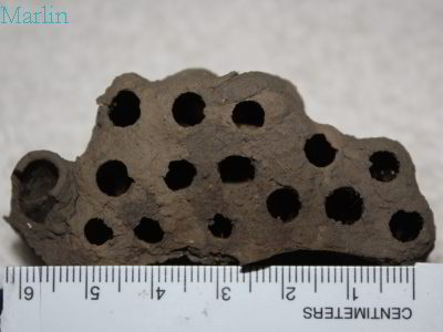 Mud Dauber Nest front view