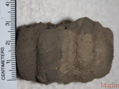 Mud Dauber Nest Side View