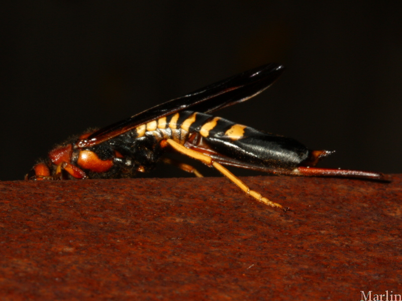 Pigeon Horntail - Tremex columba
