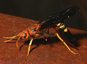 Pigeon Horntail