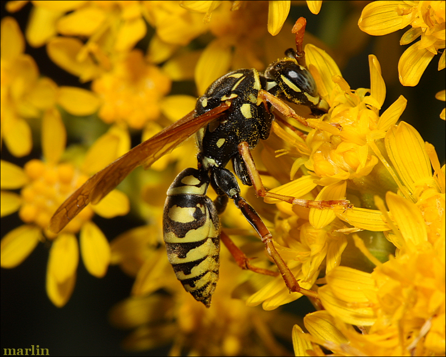 Polistes dominula is covered with goldenrod pollen
