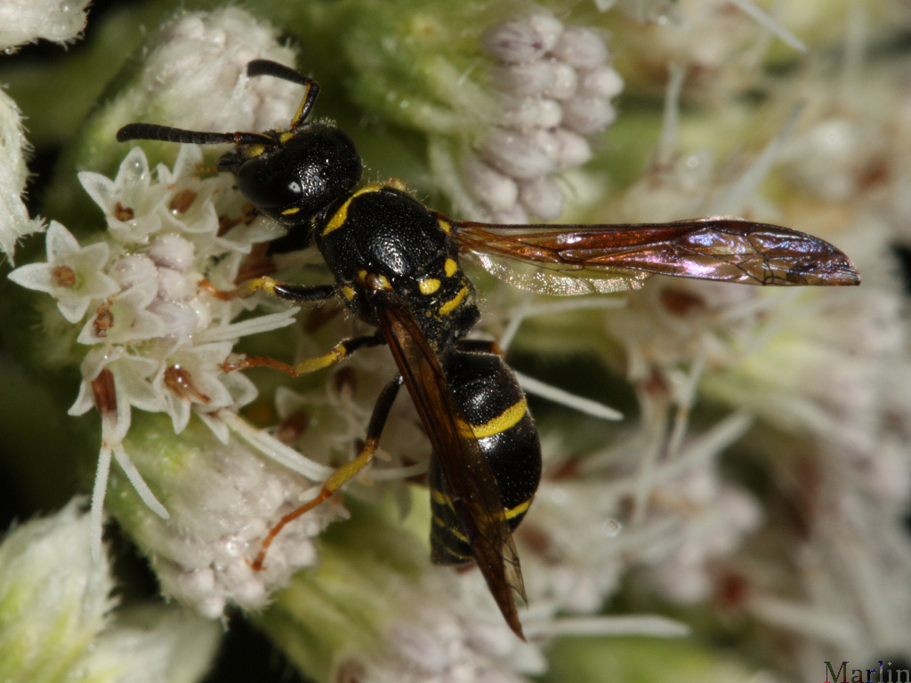 Potter Wasp