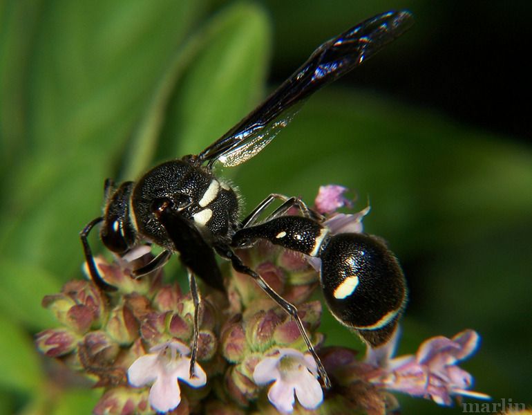 Potter Wasp