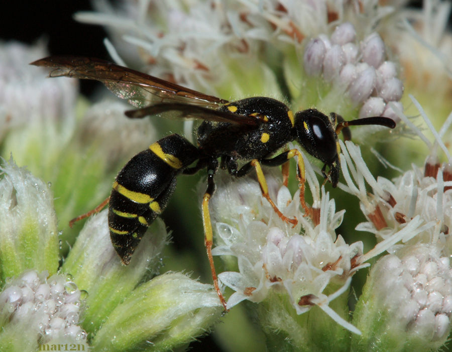 Potter Wasp