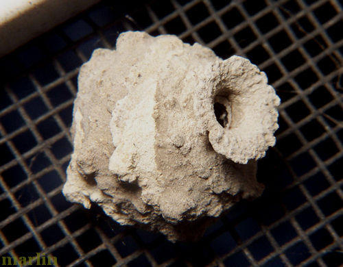 potter wasp mud pot