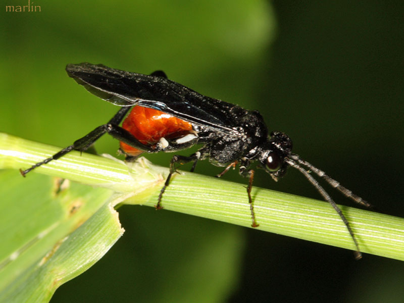 Sawfly Egg-Laying