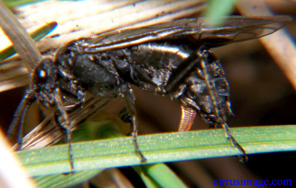 Adult Sawfly ovipositing