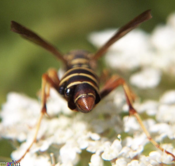Strepsiptera infect paper wasp