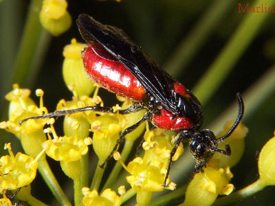 Argid Sawfly