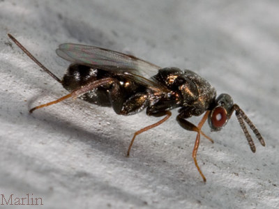 Torymid Wasp