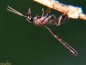 image: wasp Gasteruption sp.