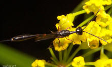 picture of gasteruptiidae wasp
