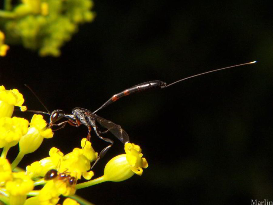 Parasitic Wasp Parasitic Wasp