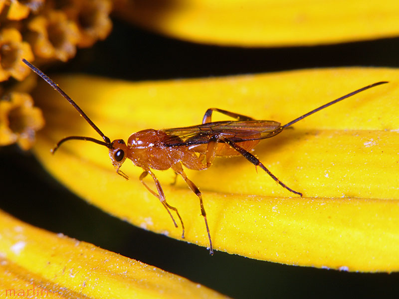 Braconid Wasp