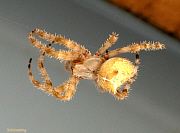 Cat-Faced Spider - Araneus gemmoides