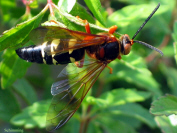Cicada Killer