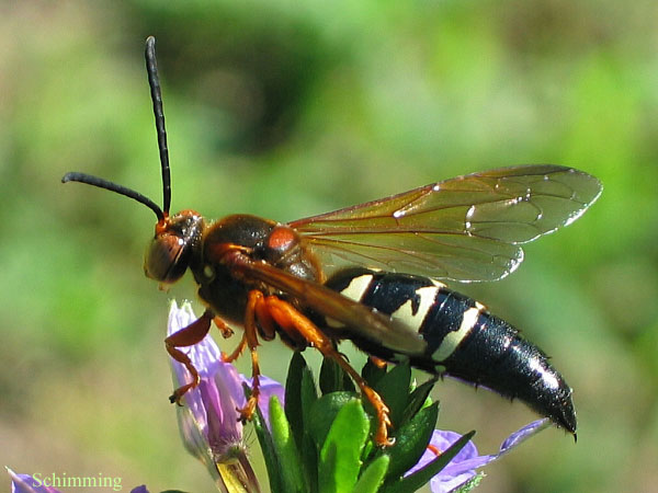 Adult Male Cicada Killer Wasp: