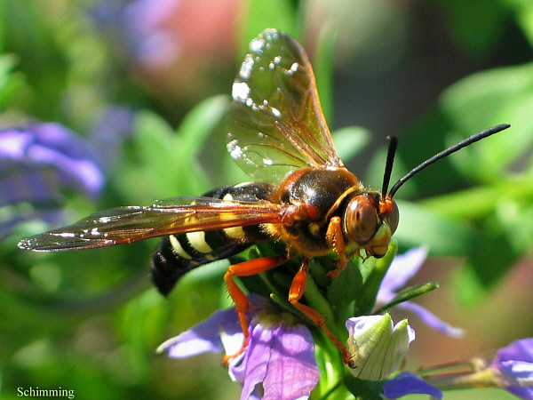 Cicada Killer