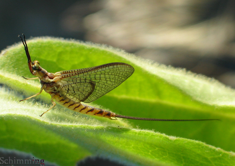Hexagenia limbata