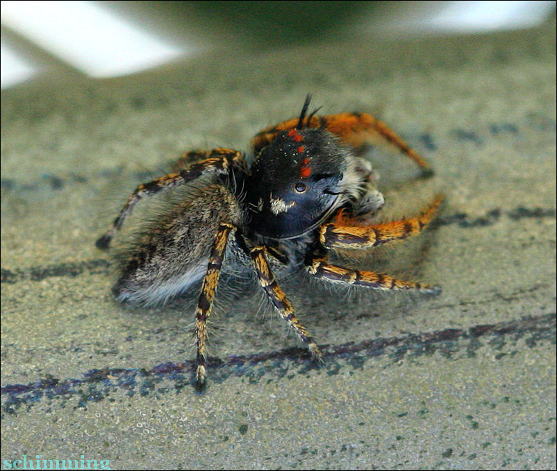 Moustache Jumping spider