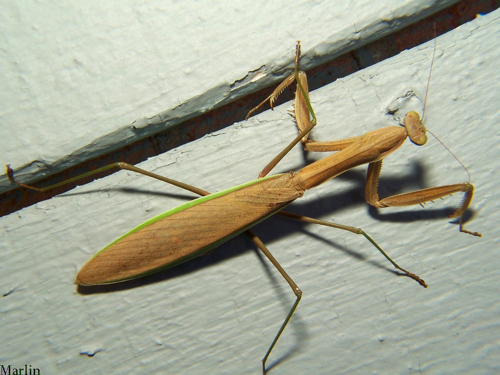 Praying Mantis