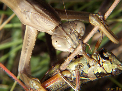 Chinese mantis