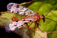 Scorpionfly